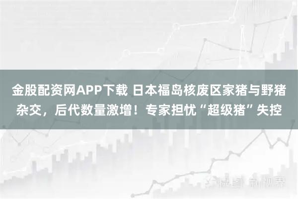 金股配资网APP下载 日本福岛核废区家猪与野猪杂交，后代数量激增！专家担忧“超级猪”失控